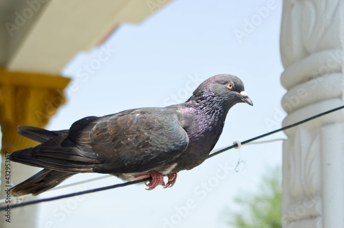 Close up shot of a Homing pigeon