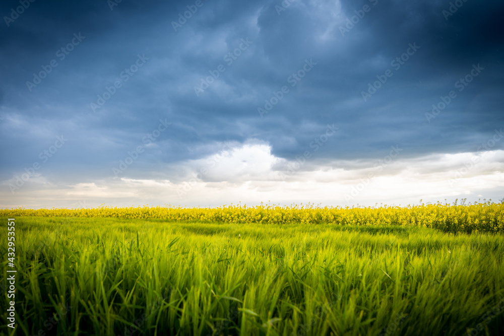 rape Field rape Field