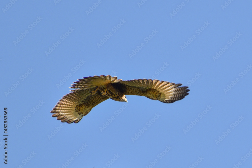 Obraz premium Harris's hawk (Parabuteo unicinctus) in flight
