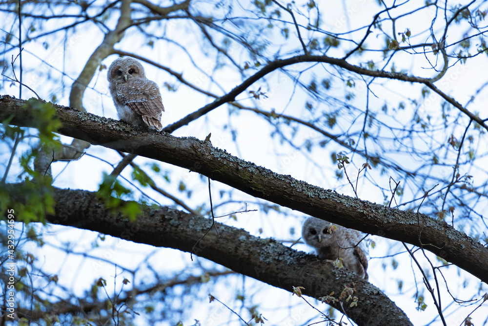 Obraz premium Tawny owl hiding between branches. Chick of brown owl await parents. Owls in the spring forest. European wildlife. 