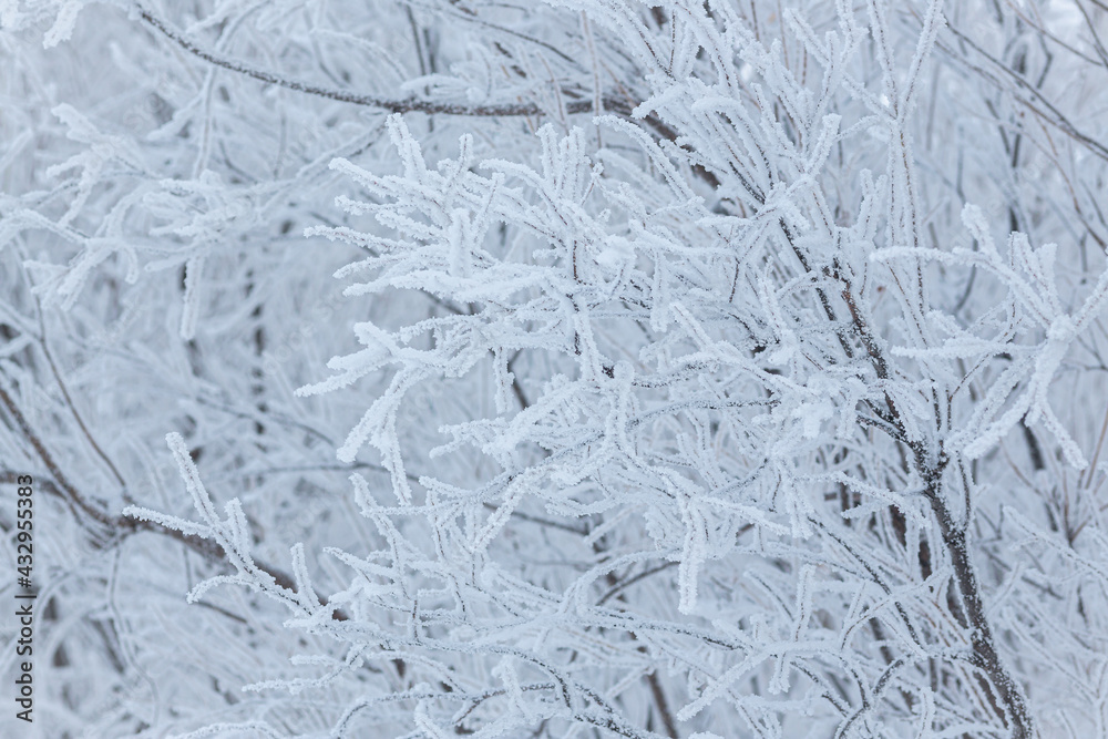 Fototapeta premium Snow and rime ice on the branches of bushes. Beautiful winter background with trees covered with hoarfrost. Plants in the park are covered with hoar frost. Cold snowy weather. Cool frosting texture.