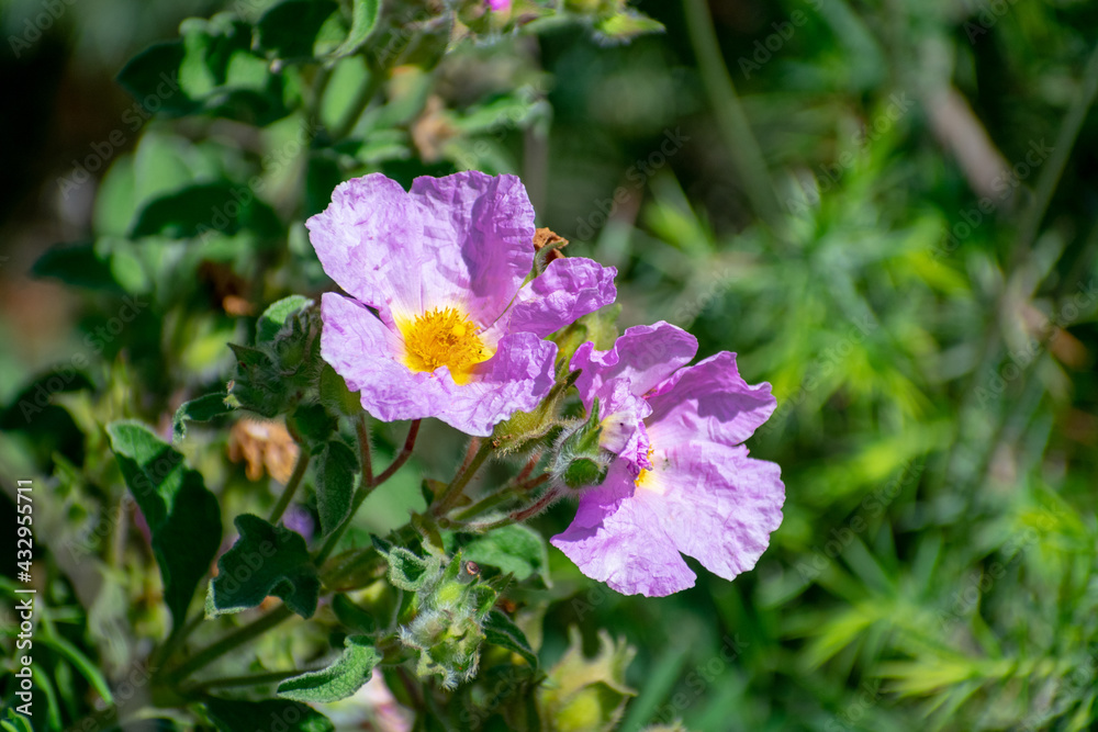 Close-up shot of Hoary Rock-Rose (Cistus creticus) Close-up shot of Hoary Rock-Rose (Cistus creticus)