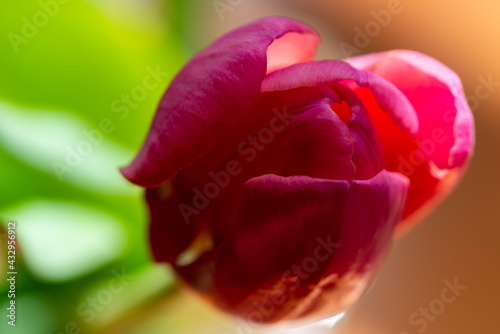 Fototapeta Naklejka Na Ścianę i Meble -  A macro of a vibrant pink tulip garden flower with delicate soft petals and a mint green stem. There's a little yellow on the base of the delicate flower. The background is a blurred light color.