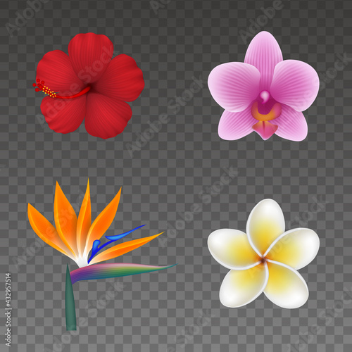 Set of isolated tropical flowers. colorful exotic flowers for summer backgrounds