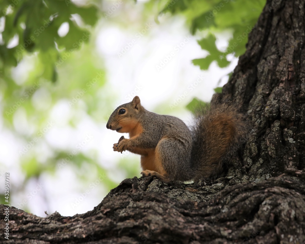 A Young Squirrel Playing and Foraging in the Chickasaw National Recreation Area A Young Squirrel Playing and Foraging in the Chickasaw National Recreation Area