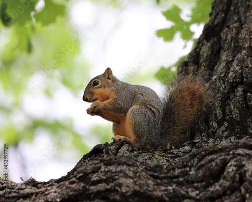 A Young Squirrel Playing and Foraging in the Chickasaw National Recreation Area
