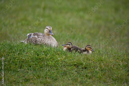 Mallard ducklings in springtime, North Yorkshire, United Kingdom