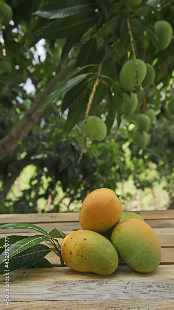 RIPE ORGANIC MANGOES, ON A WOODEN TABLE WITH PALLETS, IN AN OUTDOOR MANGO PRODUCTION FARM WITH SPACE FOR TEXT