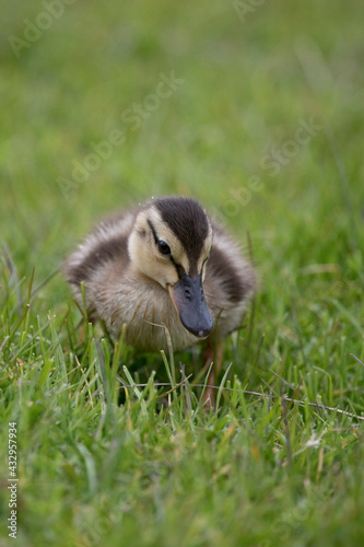 Mallard duckling in springtime, North Yorkshire, United Kingdom