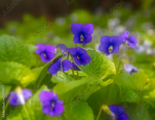 Purple pansy flowers against sunlit leaves  close up  soft focus  nobody
