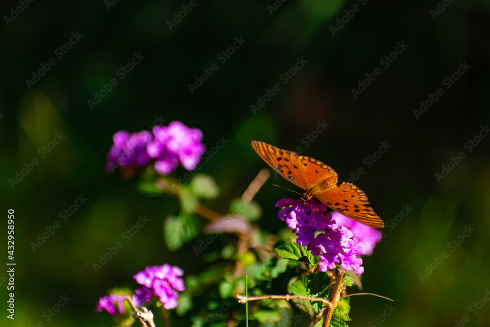 Mariposa Monarca polinizando en el jardín. Canelones, Uruguay Mariposa Monarca polinizando en el jardín. Canelones, Uruguay