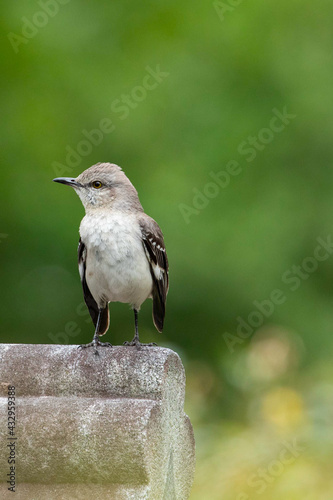 Obraz na plátně Mockingbird Perched Atop of a Cemetery Headstone