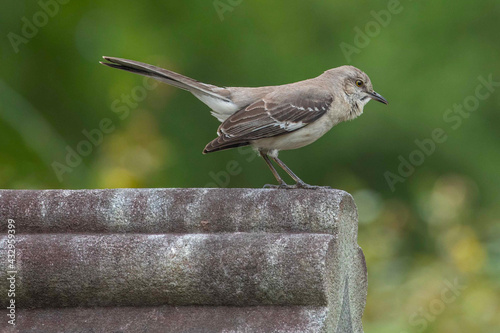 Canvas Print Mockingbird Perched Atop of a Cemetery Headstone