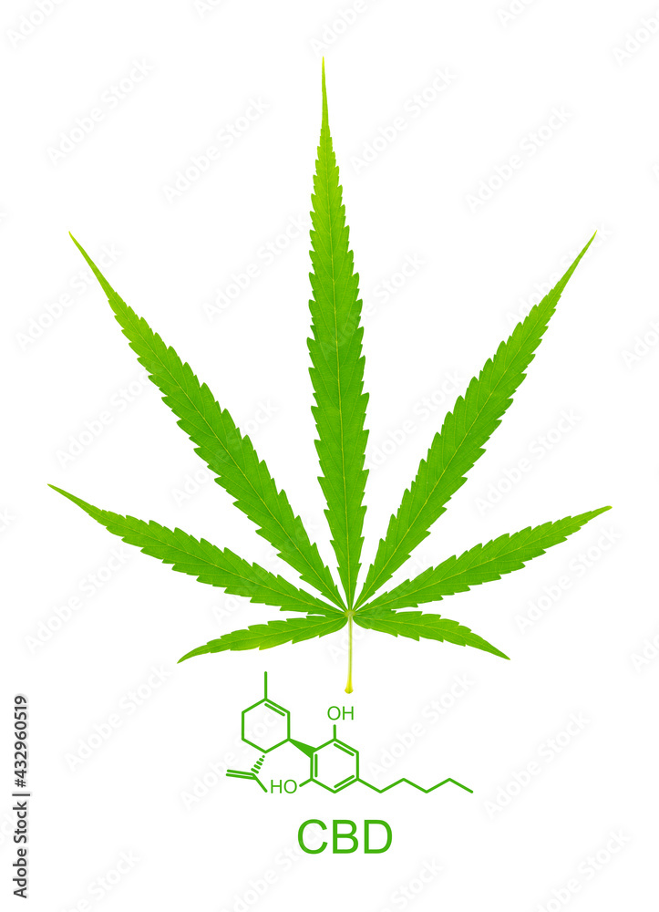 Hemp (Cannabis sativa L.subsp. Sativa) leaf isolated on white background, The benefits of hemp can from approximately three groups: from seed fibers and CBD. Hemp (Cannabis sativa L.subsp. Sativa) leaf isolated on white background, The benefits of hemp can from approximately three groups: from seed fibers and CBD.