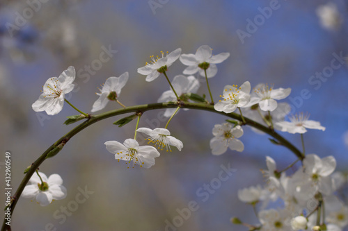 Blossoming cherry branch in spring garden with close up. Fruit tree blooming. White fragranced flowers on the natural arch. © Marina