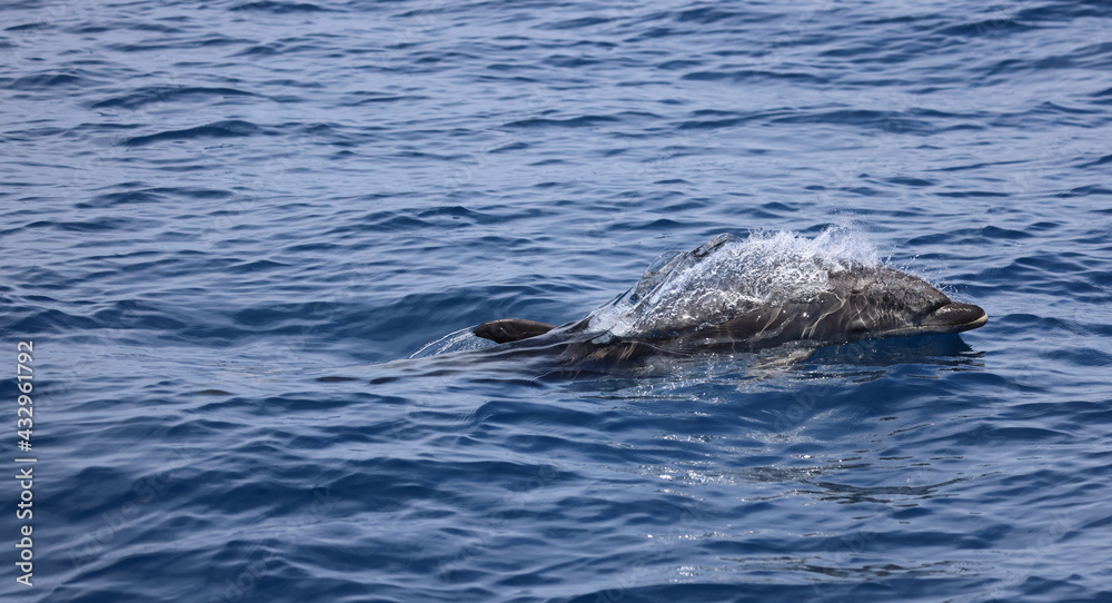 Fototapeta premium bottlenose