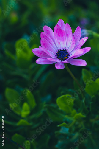 pink lotus flower