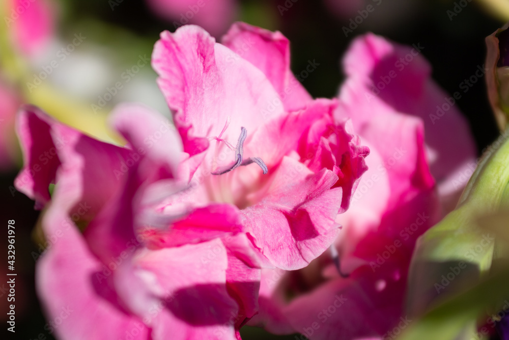 flower in the park in sunny weather