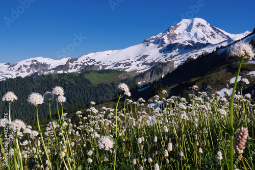 Wildflowers blooming by snowcapped mountains. Valerian blossoms on Skyline trail on Mount Baker. Washington State. USA 