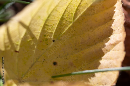 plant leaf on the ground