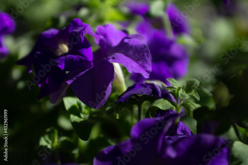 flower in the park in sunny weather