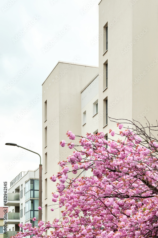Cherry blossoms in front of modern house, old town appartment block in Berlin, Germany. Urban architecture, sacura trees in urban landscaping.