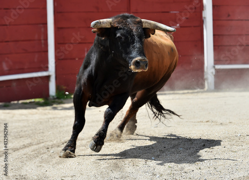 un toro español con grandes cuernos y mirada desafiante durante un espectaculo taurino en españa