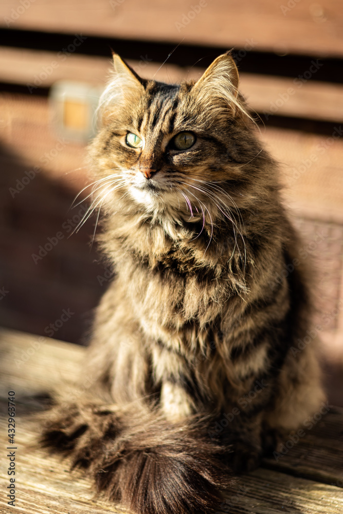 Obraz premium fluffy cat