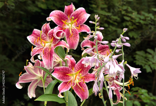 Obraz na plátně Summer-blooming stargazer oriental lily with large, showy crimson flowers growing alongside lavender-colored Hosta blossoms set against a soft dark green background