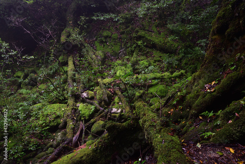 Deep cedar forest of Yakushima, Japan