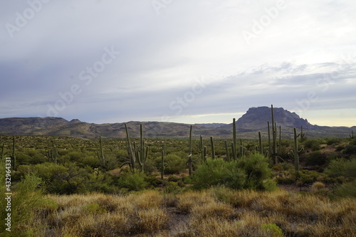 landscape with cactus