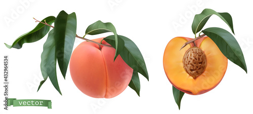Peach fruits and leaves, botanical illustration. 3d realistic vector objects