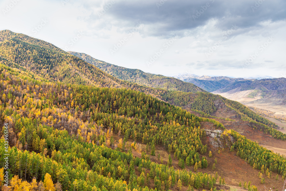 Fototapeta premium Beautiful view of colorful mixed forest of birch, spruce, cedar on mountain slopes in Altai Republic, Russia, natural autumn landscape