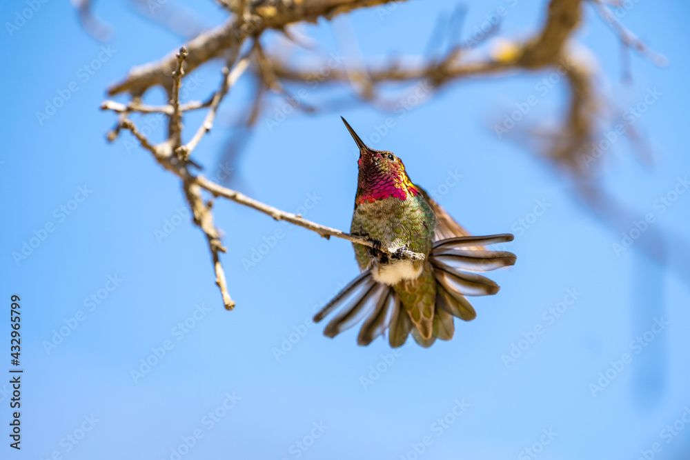 Fototapeta premium Hummingbird sitting on a branch, Close-up