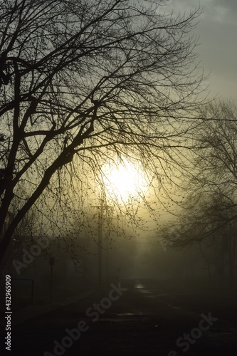 misty sunrise through the trees © Carolyn