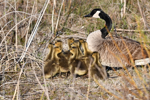 Canada Goose with goslings © Carol Hamilton