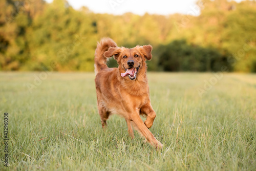 Golden Retriever dog enjoying outdoors at a large grass field at sunset, beautiful golden light