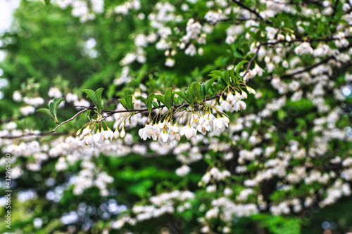 White flowers of styrax japonicus or Japanese snowball
 photo