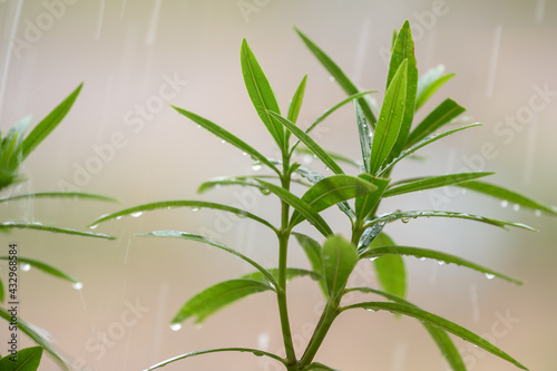 Green nature with copy space using as natural background.