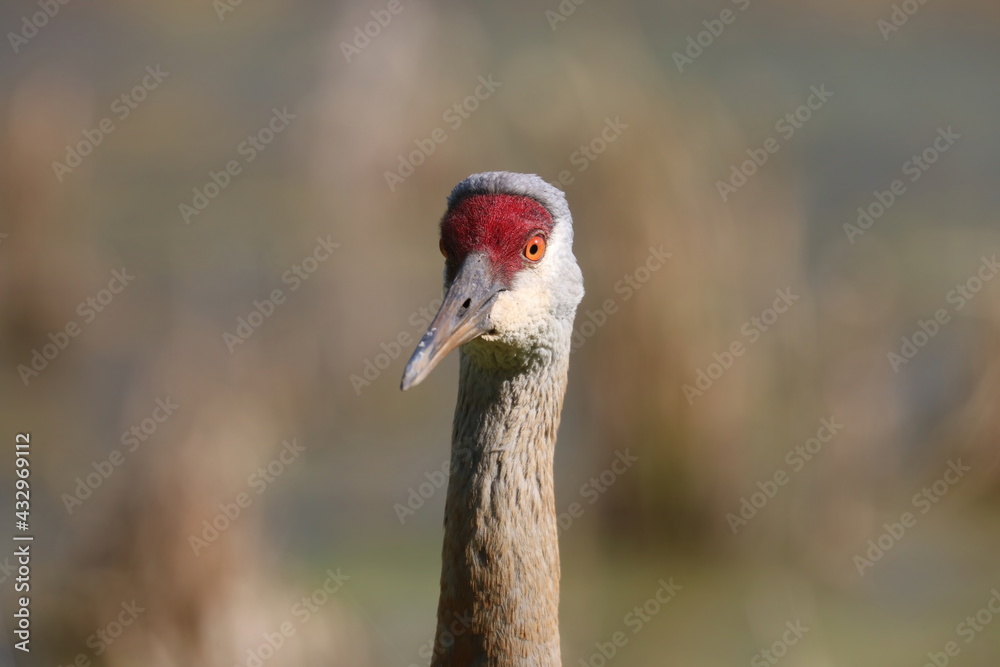 Fototapeta premium Sandhill Crane Bird Close Up