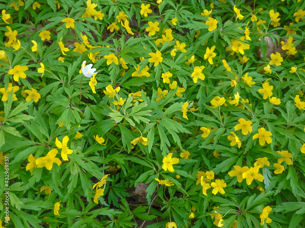 White wood anemone among yellow wood anemones natural background, selective focus
