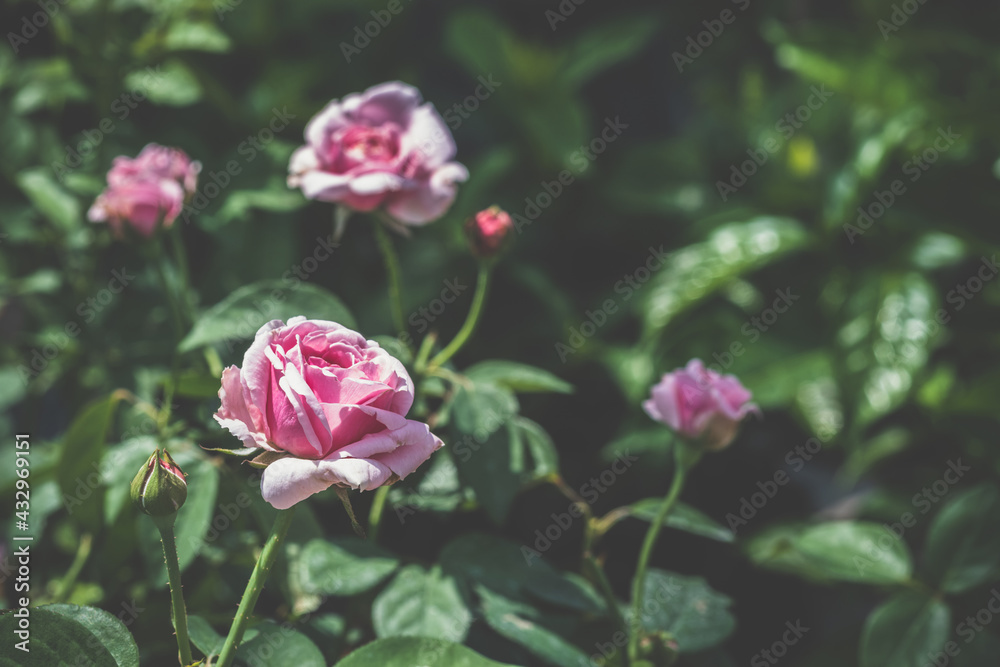 The vintage pink roses with green leaves background in the outdoor garden.