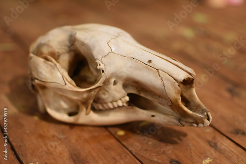 skull on a wooden table © Sam