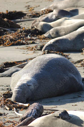 California Seals