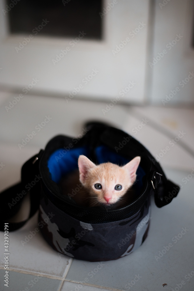 Naklejka premium cute short hair asian kitten cat