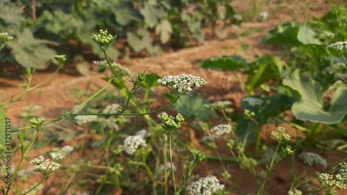 Closeup ajwain flower. Ajwain, ajowan or Trachyspermum ammi also known as ajowan caraway, thymol seeds, bishop's weed, or carom is an annual herb in the  Apiaceae family. cultivated ajwain spice. photo