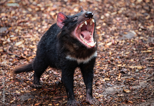 Tasmanian Devil in Australia