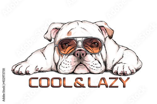 Cute english bulldog in sunglasses. Vector illustration in hand-drawn style. Cool and lazy illustration. Image for printing on any surface photo