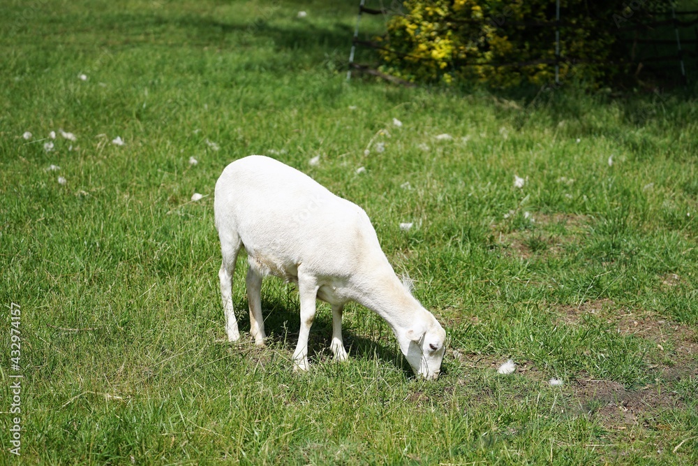 Fototapeta premium white sheep in a meadow