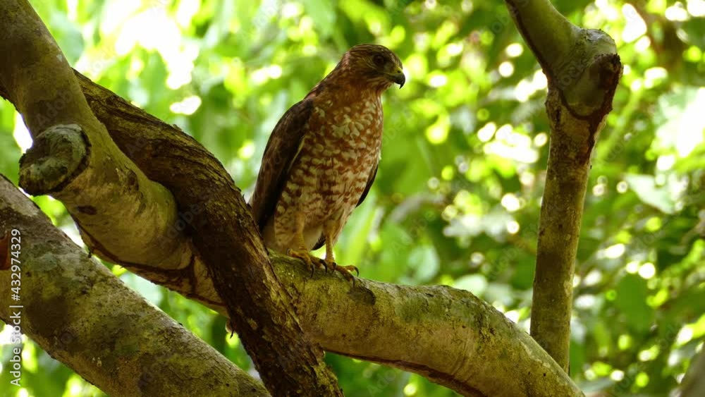 Close-up of a Broad-winged Hawk standing on a branch. Close-up of a Broad-winged Hawk standing on a branch.